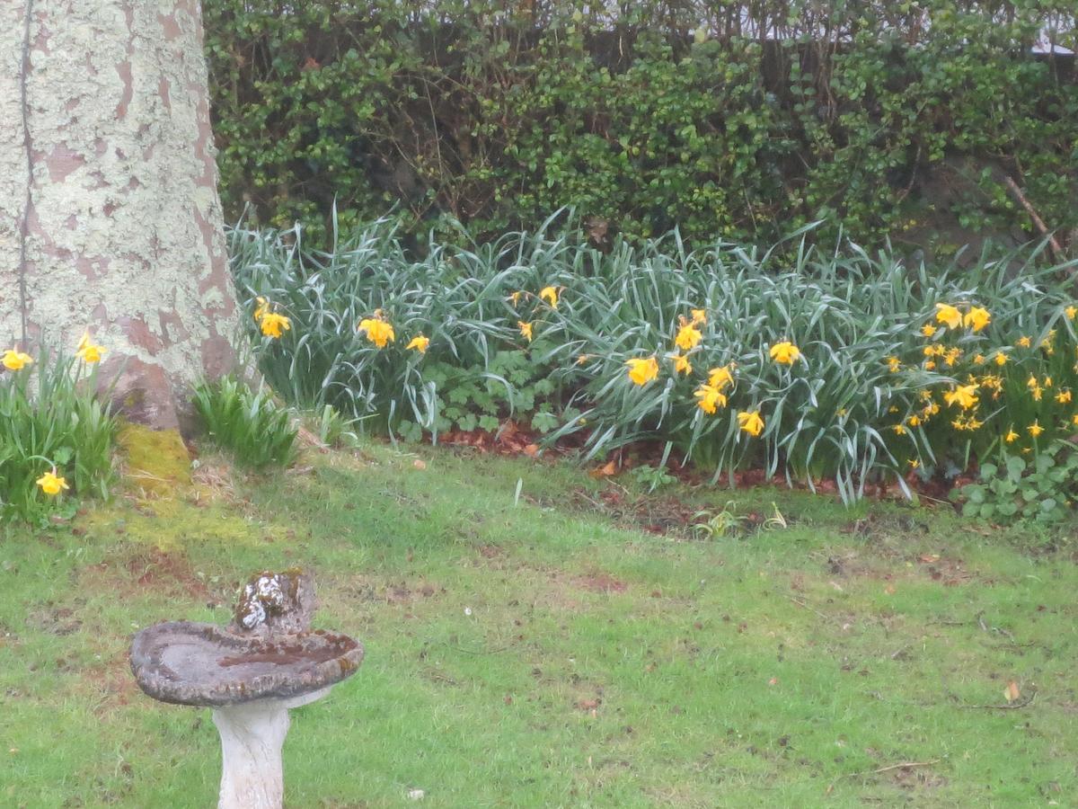 Queen Room Garden View
