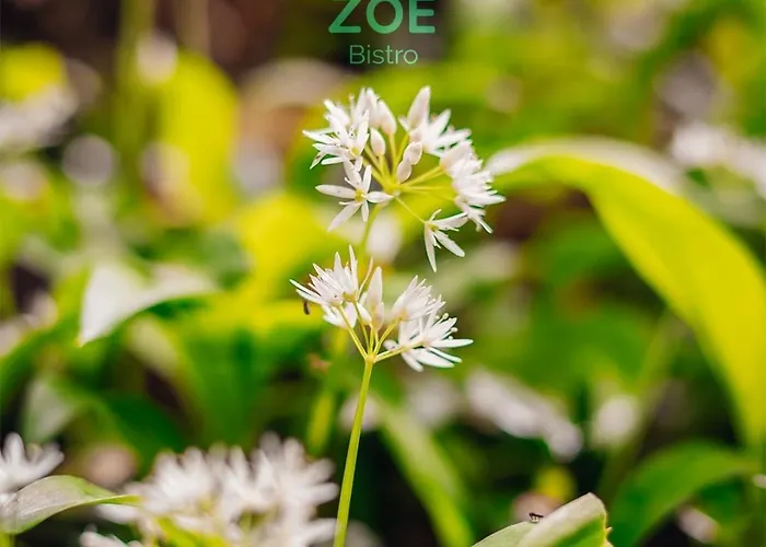 Zoe Bistro & Accommodation Kilrush